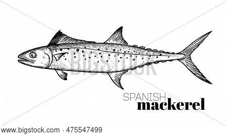 Hand Drawn Sketch Style Spanish Mackerel. Fish Restaurant Menu Element. Best For Seafood Market Desi