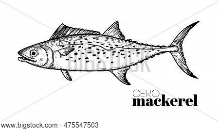 Hand Drawn Sketch Style Cero Mackerel. Fish Restaurant Menu Element. Best For Seafood Market Designs