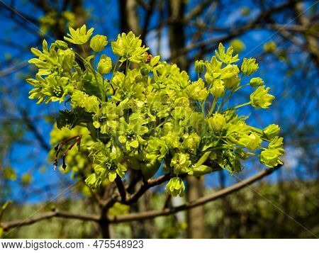 Beautiful Blooming Acer Tree Close Up Detail In Spring