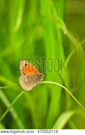 Beautiful Little Butterfly On A Green Spring Background. Coenonympha Pamphilus Butterfly In Green Gr
