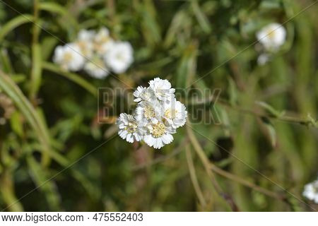 Sneezewort Yarrow White Flowers In The Summer