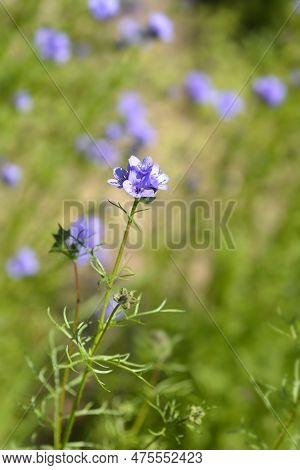 California Gilia Flower In The Garden In Spring