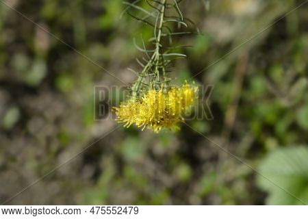 Goldilocks Aster Yellow Flowers In The Autumn