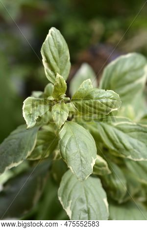 Basil Pesto Perpetuo Variegated Leaves In The Autumn