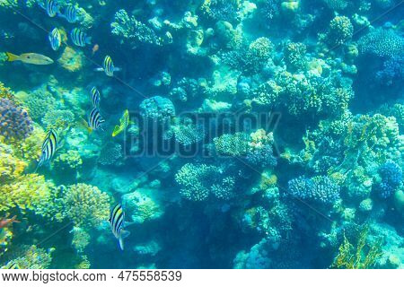 Indo-pacific Sergeant (abudefduf Vaigiensis), Also  Known As The Sergeant Major On Coral Reef In The