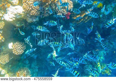 Indo-pacific Sergeant (abudefduf Vaigiensis), Also  Known As The Sergeant Major On Coral Reef In The