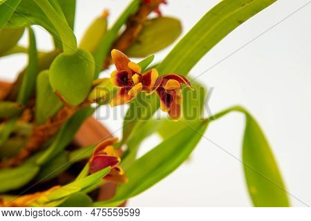 Maxillaria Variabilis Red Orange Yellow Flower Buds. Phalaenopsis Flowering Of A Rare Of Orchids. Wh