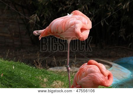 Flamingos