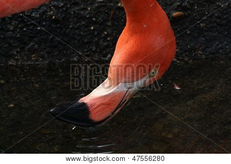 Flamingo trinken