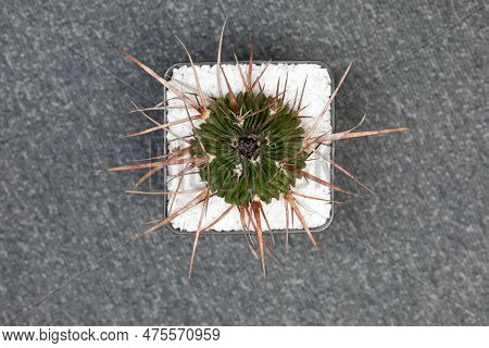 Echinofossulocactus Lamellosus Cactus. Isolated On White Background