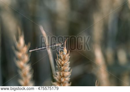 Drogonfly On The Wheat. Blurry Background. Nature