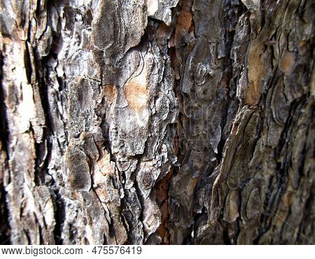 Barck Of Tree, Tree, Park, Walk, Spring