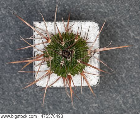 Echinofossulocactus Lamellasus Cactus. Isolated On White Background
