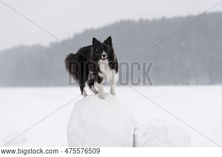 Border Collie Dog Standing On Snow Ball