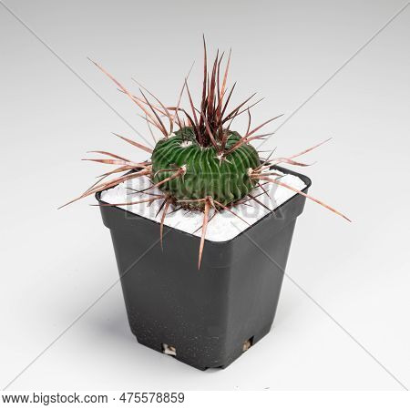Echinofossulocactus Lamellosus Cactus. Isolated On White Background