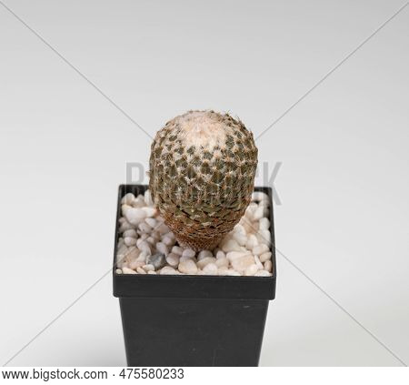 Pelecyphora Strobiliformis Cactus. Isolated On White Background