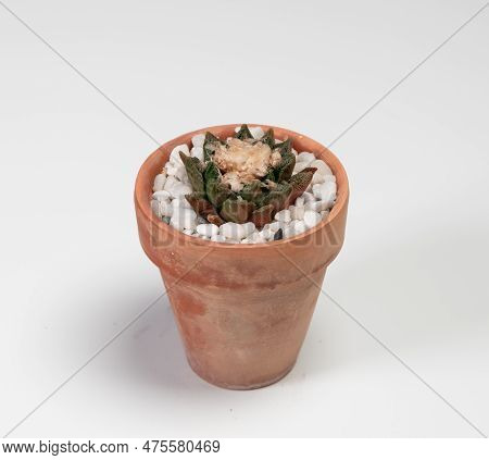 Ariocarpus Pelecyphora Cactus. Isolated On White Background
