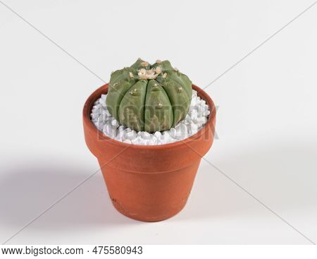 Astrophytum Asterias Finudum Cactus. Isolated On White Background