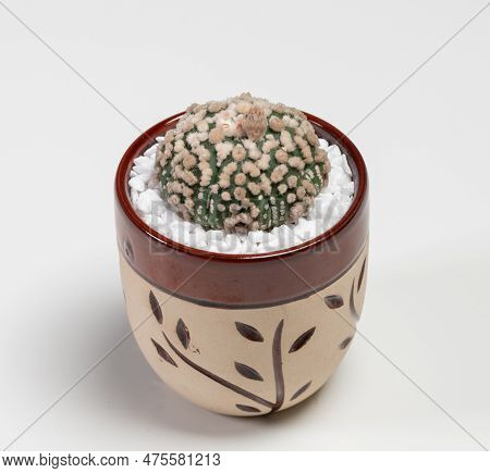 Astrophytum Asterias Hanazono Cactus. Isolated On White Background