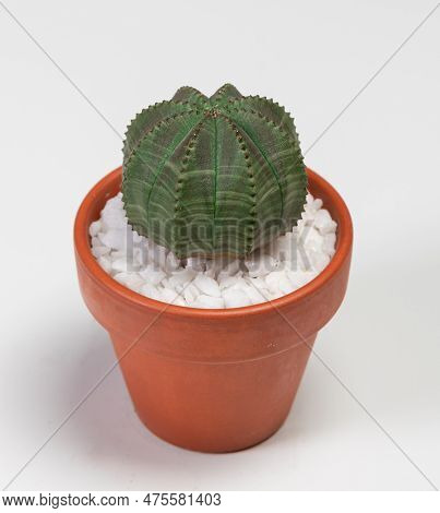 Euphorbia Obesa Cactus. Isolated On White Background