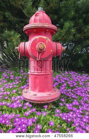 Red Fire Hydrant
