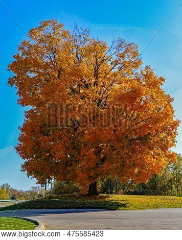 The Colors Of Autumn Dress This Old Tree With Vibrant Joy