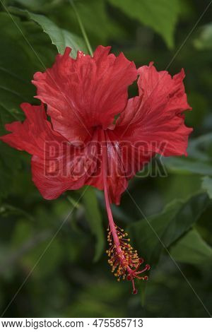 These Hibiscus Are Known For Their Glossy Evergreen Foliage And Large Bold Flowers. Plants Can Be Gr
