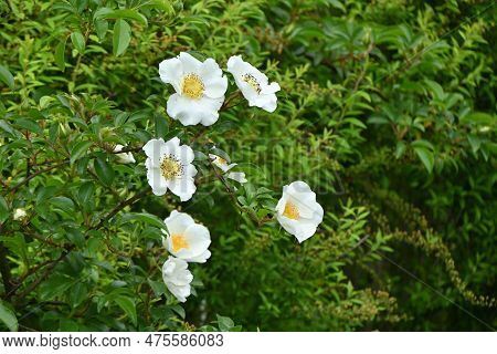 Cherokee Rose ( Rosa Laevigata ) Flowers. Rosaceae Vine Shrub. Blooms White Five-petaled Flowers Fro
