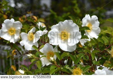 Cherokee Rose ( Rosa Laevigata ) Flowers. Rosaceae Vine Shrub. Blooms White Five-petaled Flowers Fro