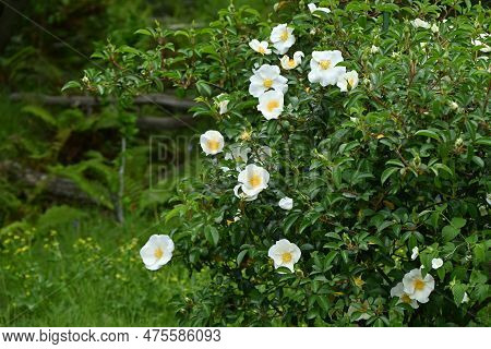 Cherokee Rose ( Rosa Laevigata ) Flowers. Rosaceae Vine Shrub. Blooms White Five-petaled Flowers Fro