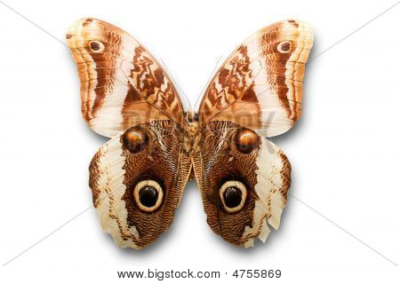 Butterfly On White