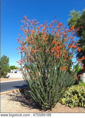Arizona Desert Style Roadside With Blooming Red Flowers Of Ocotillo Semi-succulent And Opuntia Cactu