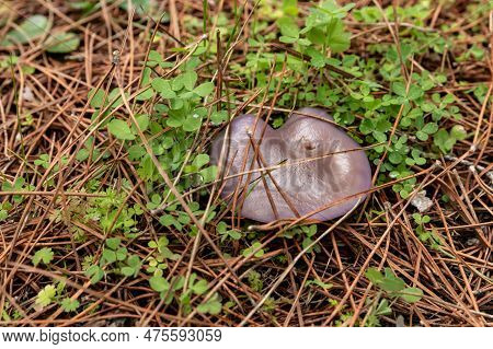 Young Edible Mushrooms - Blewit - Lepista Nuda Make Their Way Through A Layer Of Grass And Needles I