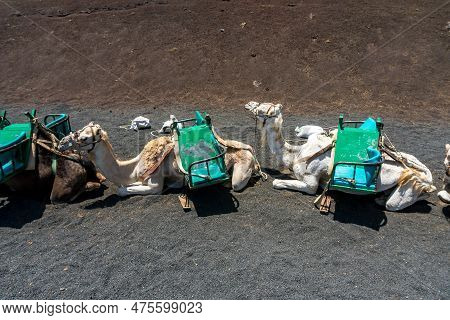 Timanfaya, Spain - August 10, 2018:camels Inside The Timanfaya National Park And The Volcanoes In La