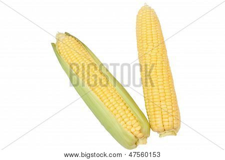 Fresh Corn