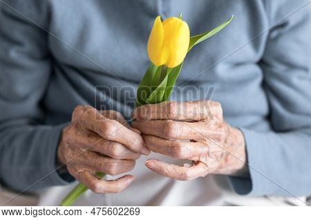 Hands Of An Elderly Women Holding A Yellow Flower, Close Up, On A Bed In A Hospital. Concept Of Agin