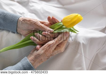 Hands Of An Elderly Women Holding A Yellow Tulip, Close Up, On A Bed In A Hospital. Concept Of Aging