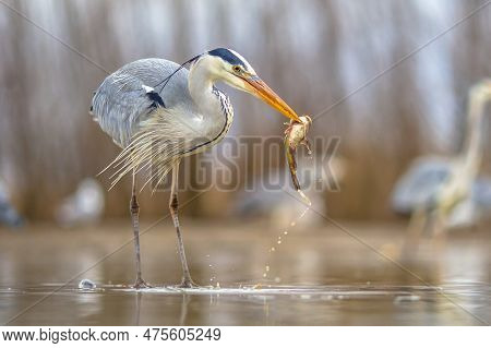 Grey Heron (ardea Cinerea) Catching Black Bullhead Fish At Lake Csaj, Kiskunsagi National Park, Pusz