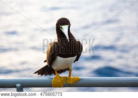 Portrait Of A Brown Booby Bird, Sula Leucogaster Sitting On A Ship In The Ocean, Close-up.