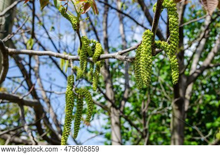 Flower Of Walnut.