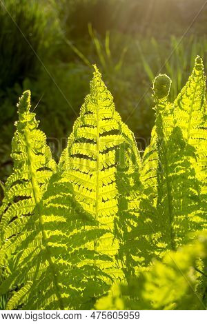 At Dawn, The Sun Beautifully Illuminates The Fern. Beautiful Fern Leaves In The Rays Of Sunlight. Di