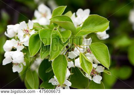 Pear. Blooming Tree In The Garden. Young Leaves On A Branch, Spring Pear In The Garden. Green Leaves