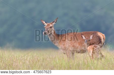 Close Up Of A Cute Red Deer Calf Standing Close To Mama Red Deer Hind In Meadow, Uk.