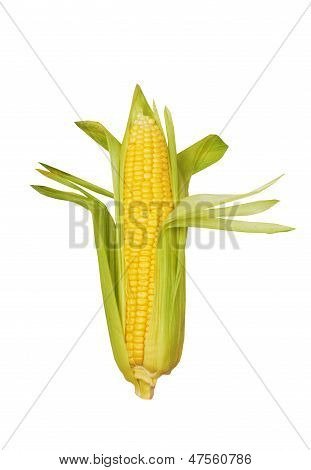 Corn