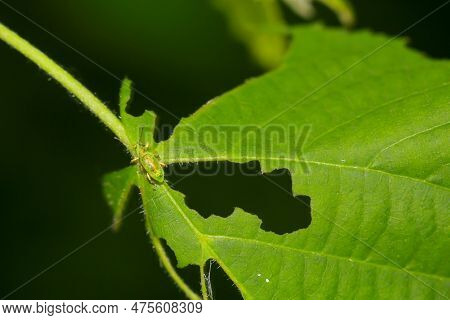 A Silky Weevil, Polydrsusus Formosus On A Leaf.
