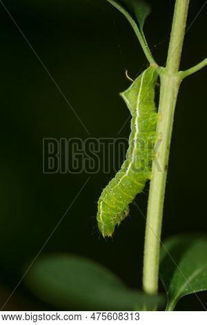 The Caterpillar Of A Pyramid Owl, Amphipyra Pyramidea On A Leaf.
