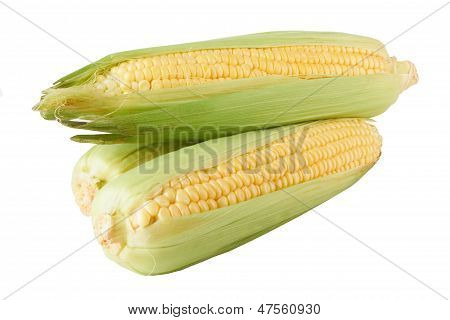 Fresh Corn