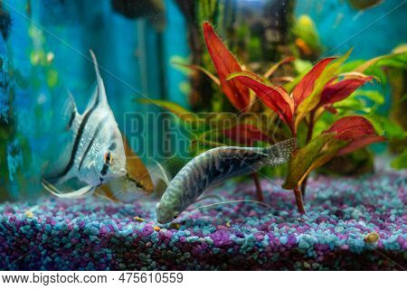 Opaline Gourami And Silver Angelfish, Feeding Tropical Fish In A Home Aquarium
