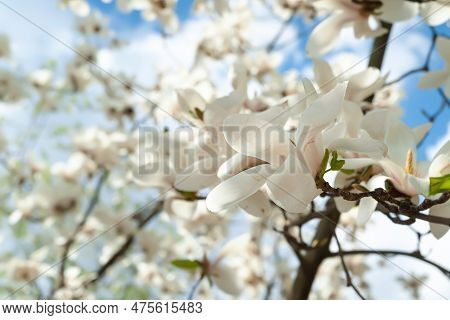 Magnolia Flowering. Blossoming White Magnolia Flowers On The Branches Against The Sky. Magnolia Tree