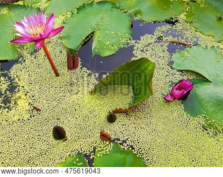 Background Of Water Lilies And Lilac Flowers In Tropical Garden Of The French West Indies. Water Lil